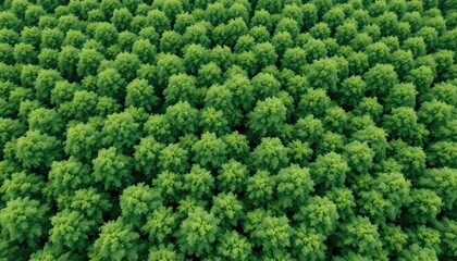 A Vibrant Green Canopy An Aerial Perspective Showcasing Dense Foliage and Lush Vegetation Creating a Natural Abstract Pattern