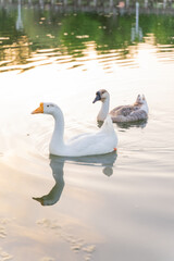 Naklejka premium Graceful swans swimming peacefully by the edge of the water, reflecting a serene and elegant natural scene