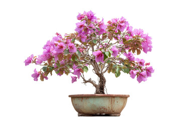 Bauhinia Orchid Tree Bonsai in Pot on Transparent Background