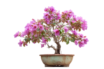 Bauhinia Orchid Tree Bonsai in Pot on Transparent Background