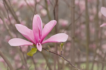 flower, nature, purple, plant, 