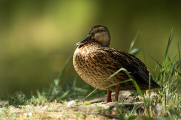 Close-up of mallard hen on sunlit bank, creamy green backdrop