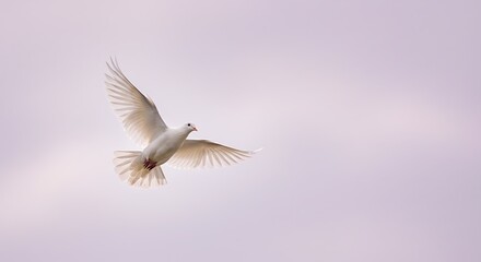 Fototapeta premium White dove in flight against a soft cloudy background
