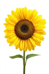 Obraz premium Bright sunflower on white background