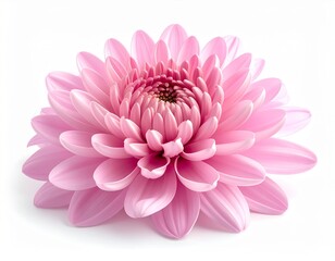 Obraz premium Beautiful Pink Chrysanthemum Flower