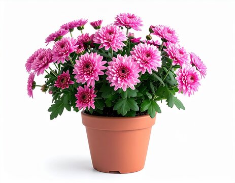 pink chrysanthemum in pot