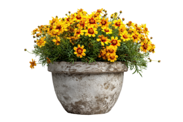 Yellow Coreopsis in Rustic Pot on Transparent Background