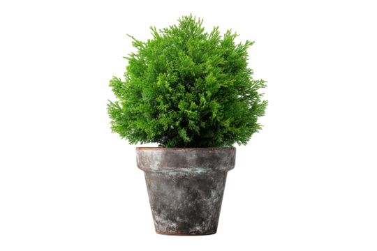 Cypress dwarf in a weathered pot on transparent background