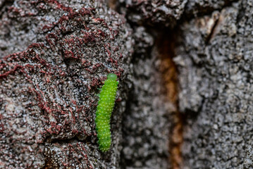 Green Caterpillar on Tree Bark