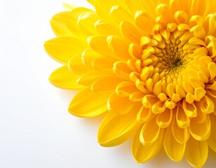 Fototapeta premium Cheerful Yellow Flower of Happiness