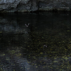 Two white-throated dippers (Cinclus cinclus) in aerial pursuit