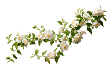 Jasmine Vine on Transparent Background with White Flowers