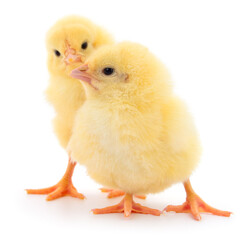 Obraz premium Two yellow baby chicks isolated on white background