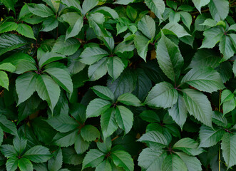 Green leaves of Virginia creeper plant close up