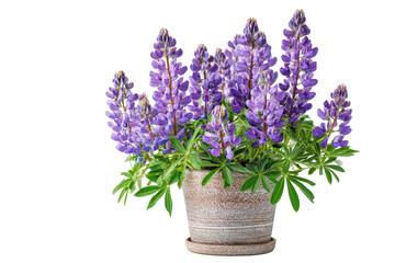 Fototapeta premium Purple lupine flowers in a pot on transparent background