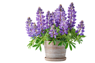 Purple lupine flowers in a pot on transparent background