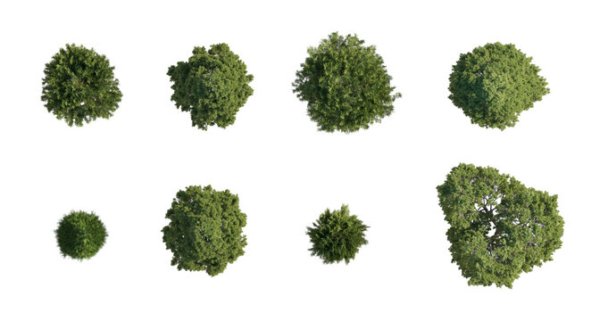 Isolated Cypress Trees Top View. Isolated tree png on a transparent background premium cutout