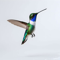 Fototapeta premium blue tailed hummingbird Isolated on white background