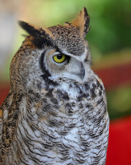 nocturnal raptor with yellow eyes called Great Horned Owl