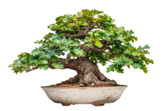 Oak Bonsai Tree in Pot on Transparent Background