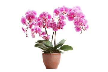 Pink Phalaenopsis Orchid in Clay Pot on White Background