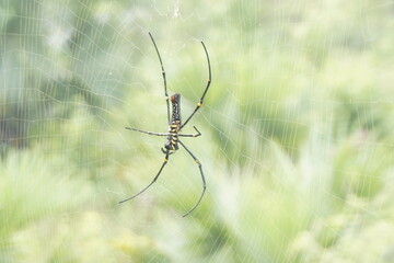 Delicate Daddy Long-legs Spider with long, thin legs and small body, commonly found in homes, feeds on insects and pests.