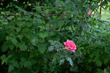 Vibrant Pink Rose in Lush Green Garden