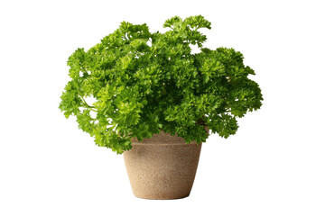 Parsley Plant in Pot on Transparent Background for Stock