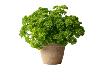 Parsley Plant in Pot on Transparent Background for Stock