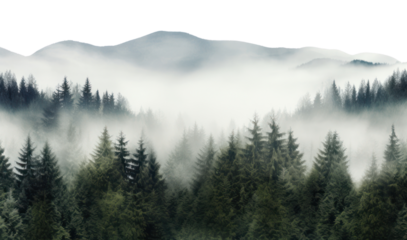 PNG Mist fog fir backgrounds.