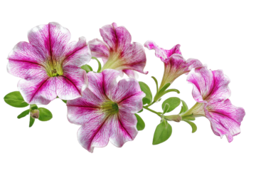 Petunia Flowers on Transparent Background