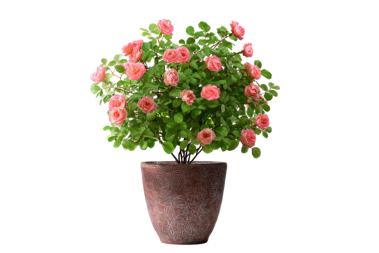 Rose Bush in Decorative Pot on Transparent Background