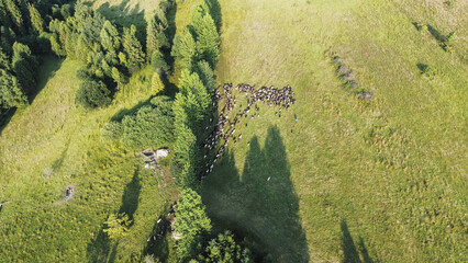 Sheep herd grazing in EU farmland in Poland