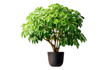 Schefflera Umbrella Plant in Pot on White Transparent Background