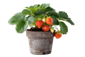 Strawberry plant in pot with ripe berries on transparent background