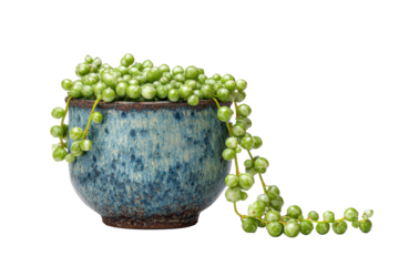 String of Pearls succulent in blue ceramic pot on transparent background