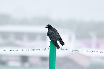 Wild crows photographed with a telephoto lens