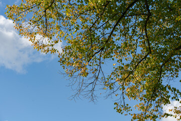 Autumnal sky: branches with leaves transition in color against a bright blue sky with fluffy clouds.
