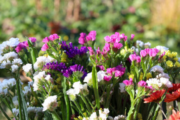 Obraz premium statice blooms (dried flowers) under the summer sun