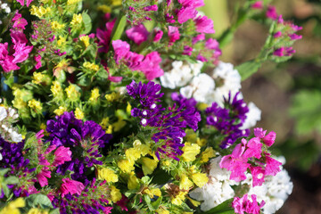 Multicolored dried flowers (statice, limonium) grow in the summer garden