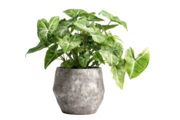 Syngonium Arrowhead Vine Plant in Pot on Transparent Background
