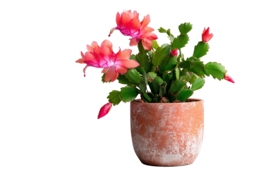 Thanksgiving cactus in terracotta pot on transparent background - Powered by Adobe