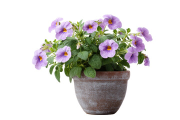 Torenia Wishbone Flower in Rustic Pot on White Background