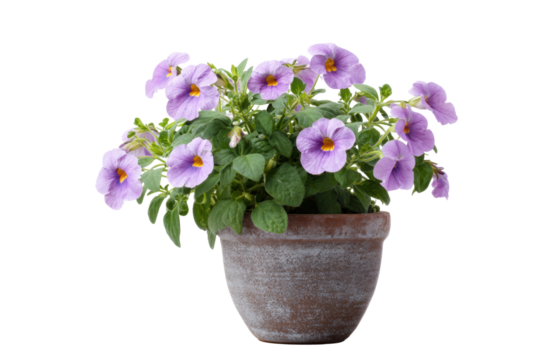 Torenia Wishbone Flower in Rustic Pot on White Background