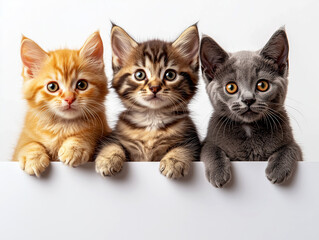Three Kittens (Cute, Adorable Pets, Blank Display Board Scene), Kitten, Cute, Adorable Pets, Display Board