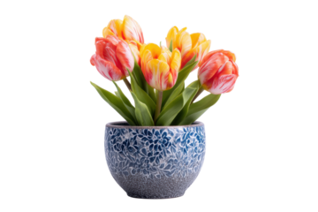 Tulips in blue ceramic pot on transparent background