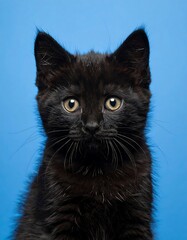Intense Gaze - A Black Kittens Portrait on Blue Background.