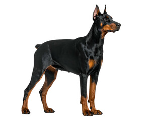 Sleek, muscular, alert Doberman Pinscher stands confidently against a stark black backdrop
