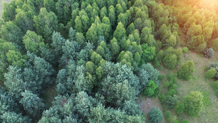 aerial top down view of a green forest