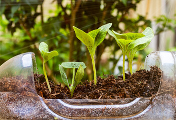 Seedlings are grown in recycled plastic bottles to reduce plastic waste on blurred  background.